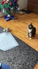 Cat Stunned by Chihuahua Energy