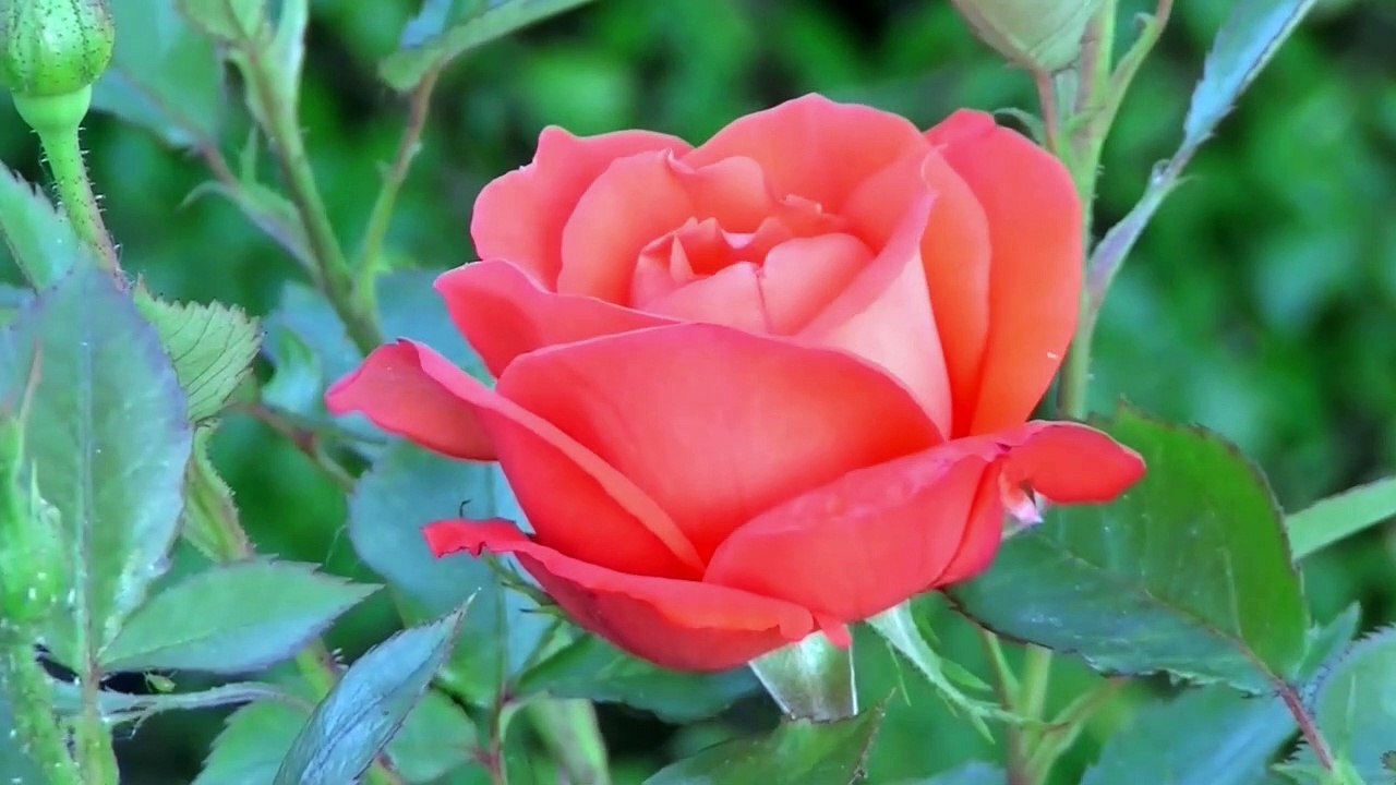 TIME-LAPSE: blooming flowers timelapse videos[beautiful flowers timelapse]