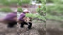 Hasta dağ keçisi yavrusunu 4 kilometre sırtında taşıdı