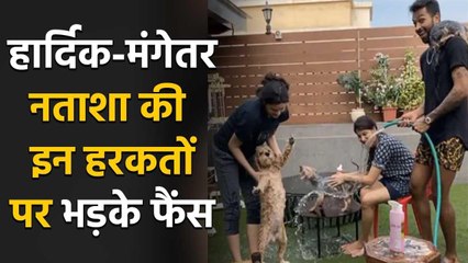 Natasha Stankovic bathing dogs with fiance Hardik & Bhabhi Pankhuri, Watch Adorable Video |FilmiBeat