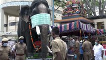 Officials in India parade life-sized model elephant wearing mask to raise awareness about coronavirus