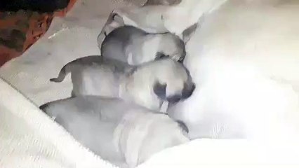 ANADOLU COBAN KOPEGi YAVRULARININ MAMA SAATi - SHEPHERD DOG PUPPiES