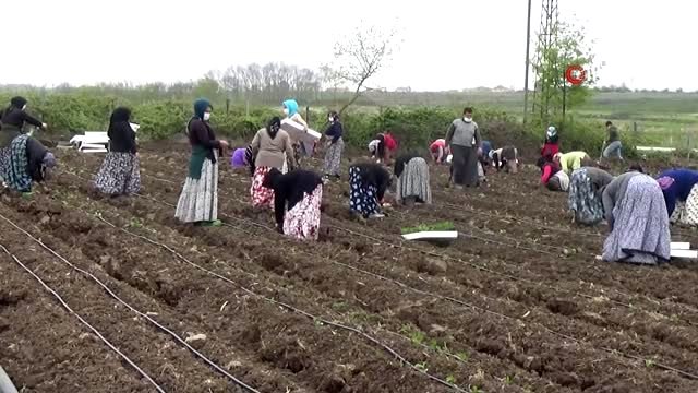 Tarım işçileri korona virüs gölgesinde mesai yapıyor