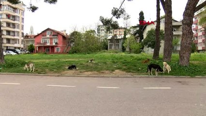 KOCAELİ Sokak hayvanları için evde kalmadı