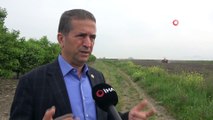 Çukurova'da pamuk toprakla buluştu, çiftçi destek bekliyor