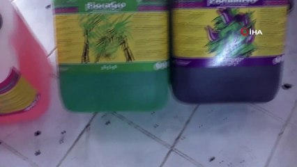 Sera içerisinde ve bahçede 186 kök Hint keneviri ele geçirildi