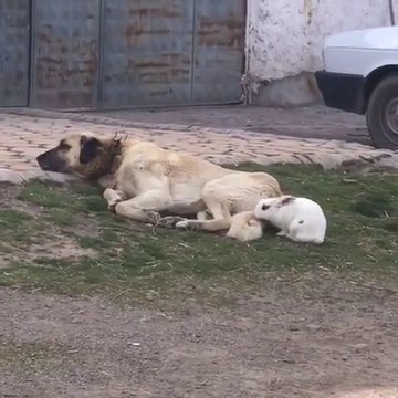 TAVSAN ve KANGALL COBAN KOPEGi - RABBiT and KANGAL SHEPHERD DOG
