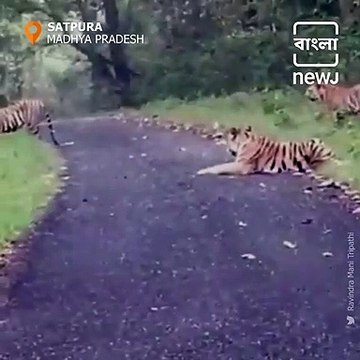 Amid Lockdown Tigers Spotted Spending Time With Family In Satpura
