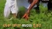 The Video Of Karnataka Congress President DK Shivakumar Harvesting Carrots Goes Viral