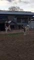 SiMiT KUYRUK KANGALLAR GOREVi BASINDA - KANGAL SHEPHERD DOGS