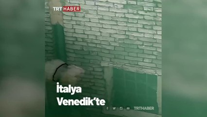 Venedik'in berraklaşan sularında denizanası görüntülendi