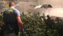 Desmantelado cultivo de 500 plantas de marihuana en Candeleda (Ávila)