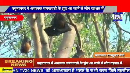 THN TV24 22 यमुनानगर में अचानक चमगादडो के झुंड आ जाने से लोग दहशत में