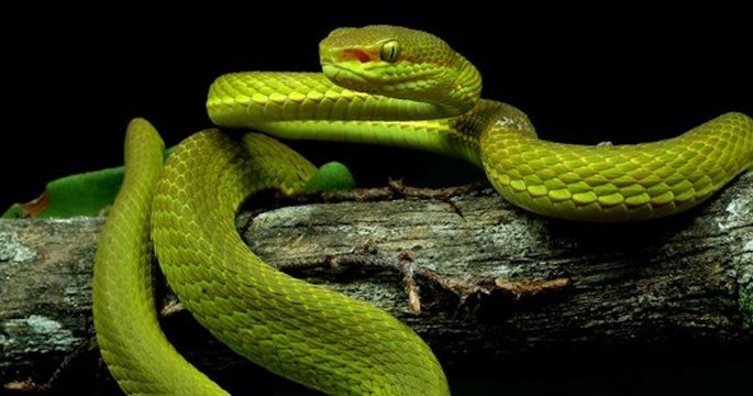 Voici Trimeresurus salazar, une nouvelle espèce de serpent baptisée en l'honneur de Harry Potter !