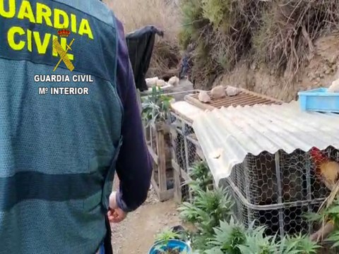 Guardia Civil frustra pelea de gallos clandestina en Adra (Almería)
