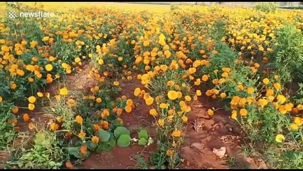 Farmers in India destroy flower crops due to lack of demand under COVID-19 lockdown