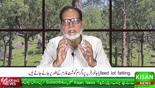 Feedlot Fattening _ Meat Farm In Pakistan_ Profitable Livestock Farm _ جانوروں ک_HIGH