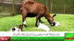 Sheep Goat Grazing vs Stall Feeding_ Livestock Farming _بھیڑبکریوں کوچرائی کےبغی_HIGH