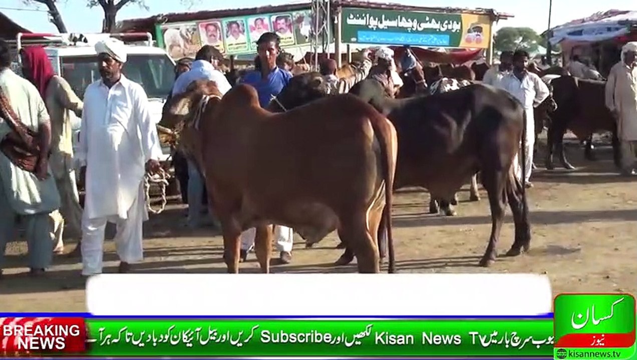 How to control flies mosquito & ticks from livestock farm_فارم سےمچھڑ مکھی چچڑ ک_HIGH