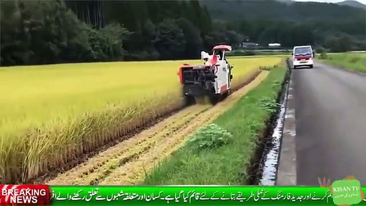Utilization of Rice Straw _ Livestock Meal _ Animal Fodder _ Smog in Lhr-پرالی ک