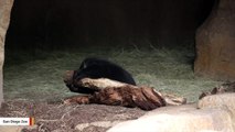 This Andean Bear Cub Will Melt Your Heart