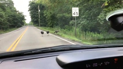 Bloqué sur la route.. par des dindons !