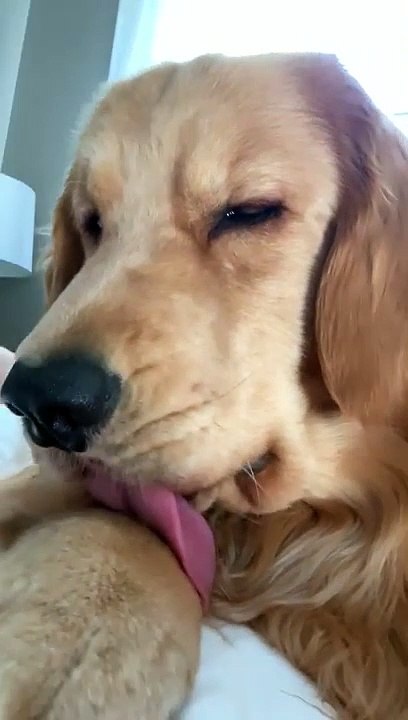 La langue de mon chien se coince