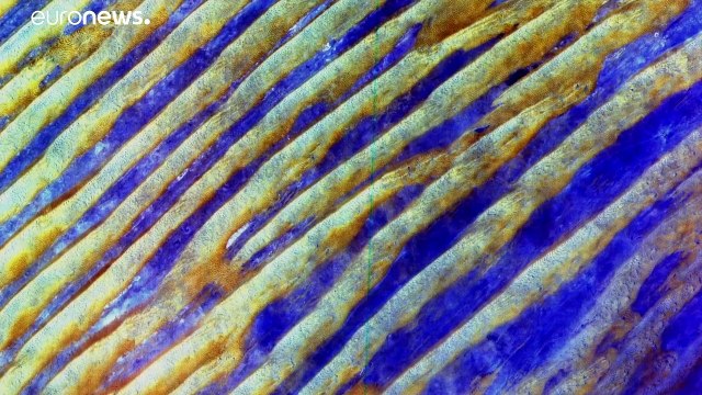 Tag der Erde feiert 50-jähriges Jubiliäum - Earth Day Network fordert Schutz der Umwelt