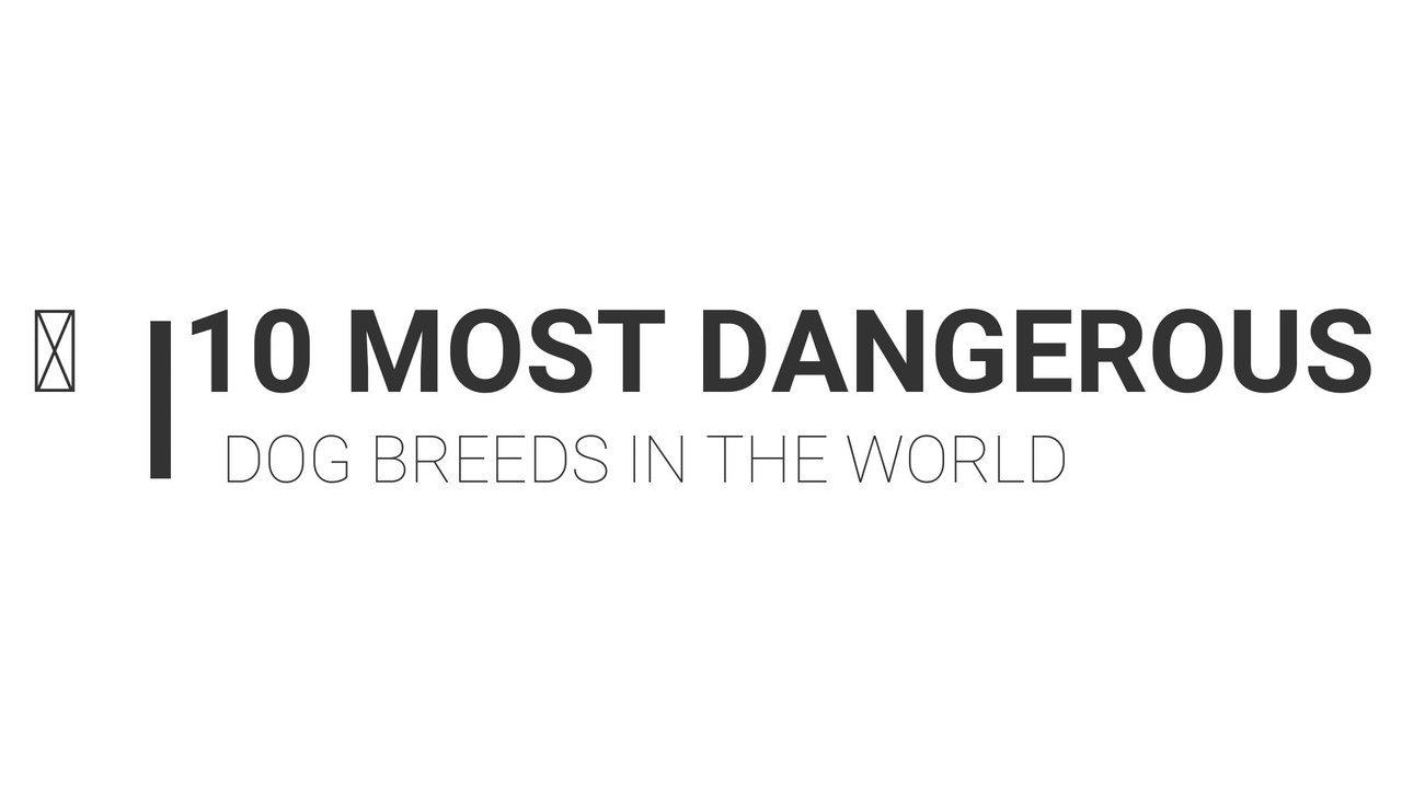 10 MOST DANGEROUS DOG BREEDS IN THE WORLD