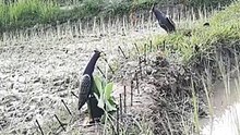 Easy way to trap a bird