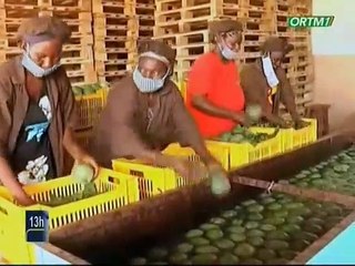 ORT M / Covid 19 - Sikasso - Baisse des objectifs de la filière mangue
