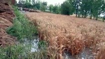 बर्बाद हुई फसलों के मुआवजे की किसान यूनियन तोमर ने की मांग