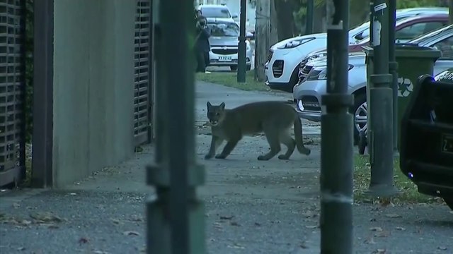 Aux quatre coins du monde, les animaux profitent du confinement pour se balader en centres-villes