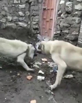 KANGAL ve ALA COBAN KOPEGi SERT ATISMA - ALA SHEPHERD DOG vs KANGAL DOG