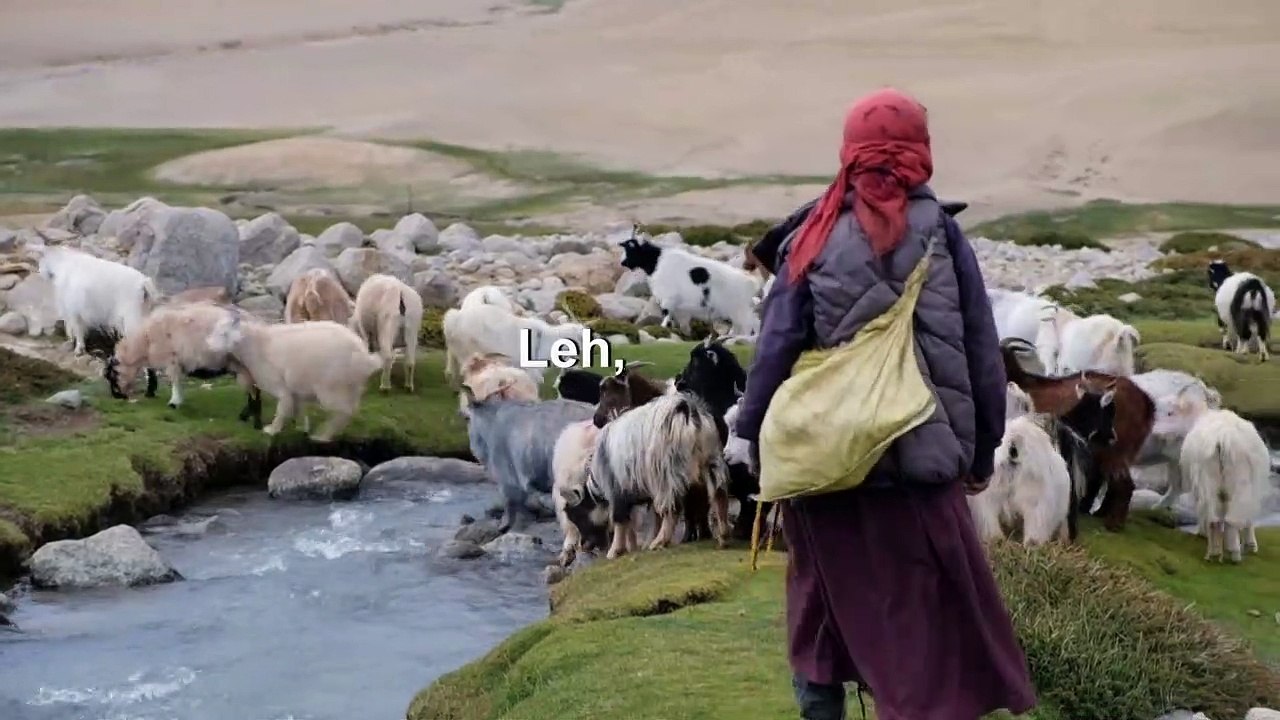 Climat: en Inde, ils vivent du pashmina... pour combien de temps encore?