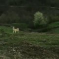 ANADOLU COBAN KOPEGi UZAK DiYARLARA FiRAR - ANATOLiAN SHEPHERD DOG