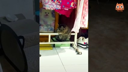 videos virales 2020 de facebook