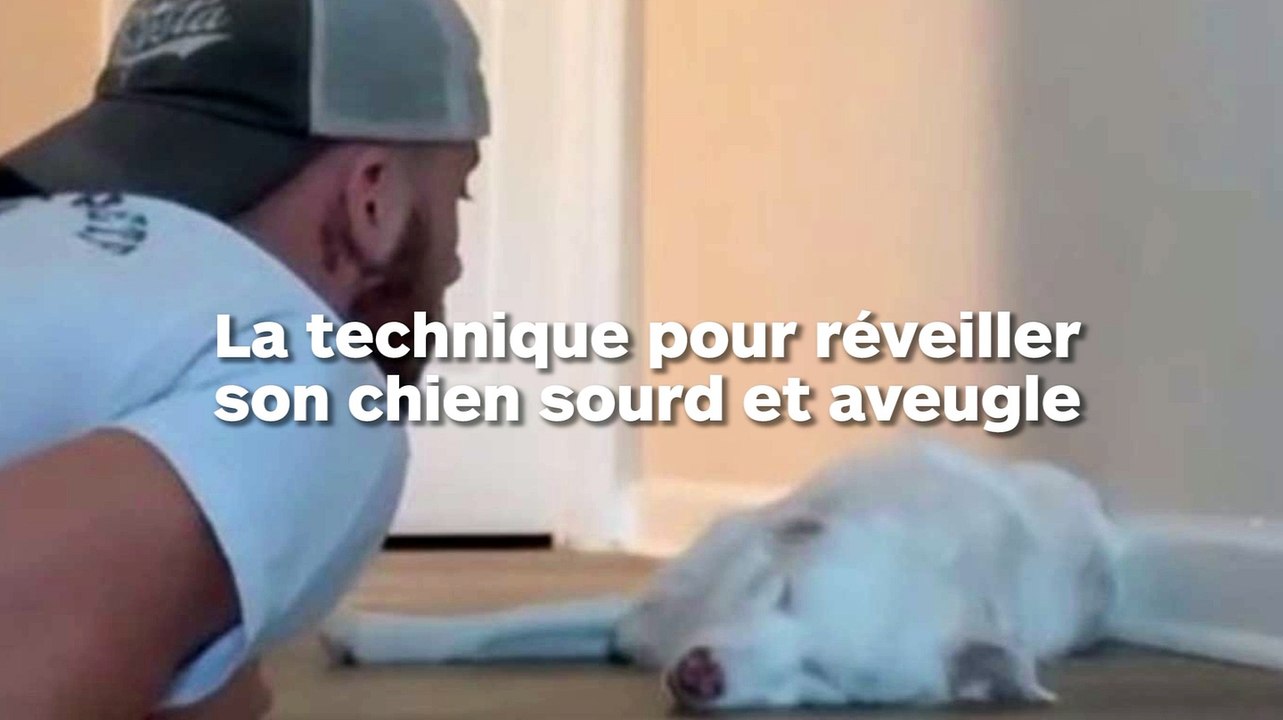 Sa technique pour réveiller son chien sourd et...
