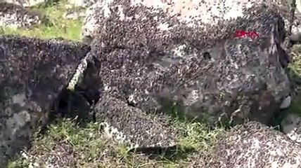 Şanlıurfa'da bir  mahalle çekirge istilasına uğradı