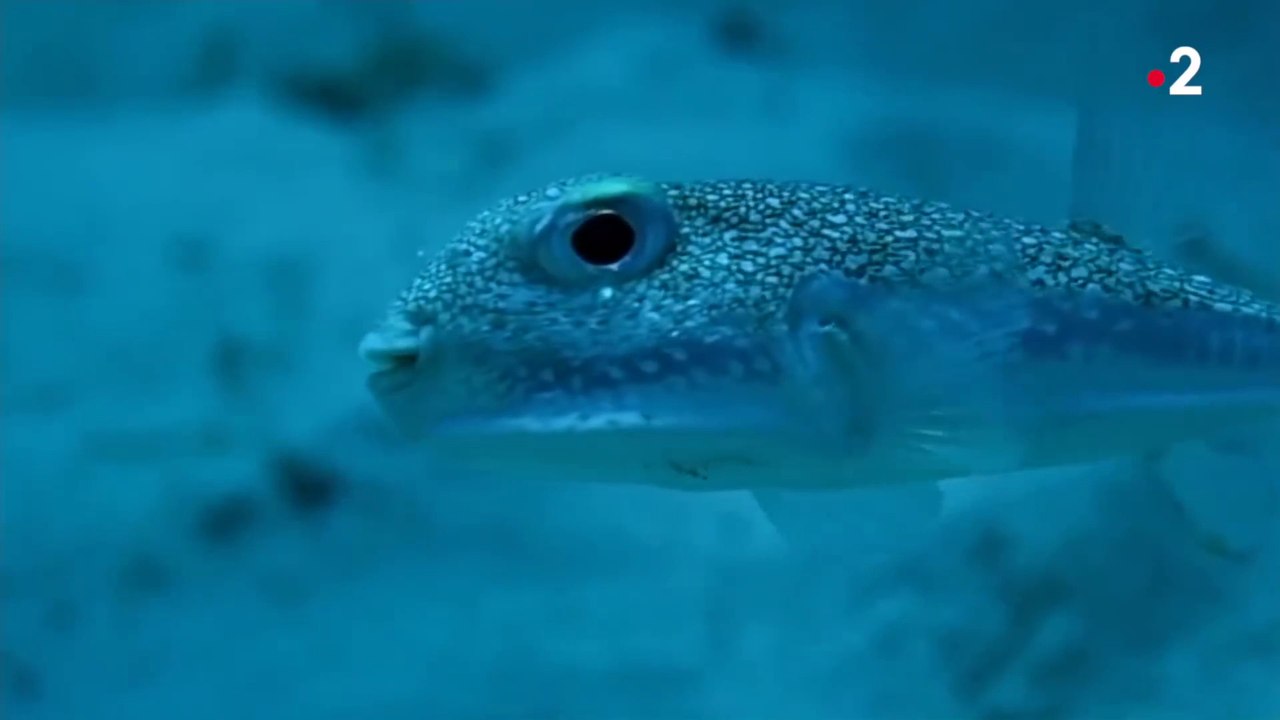 L’impressionnante déclaration du poisson globe Vidéo Dailymotion