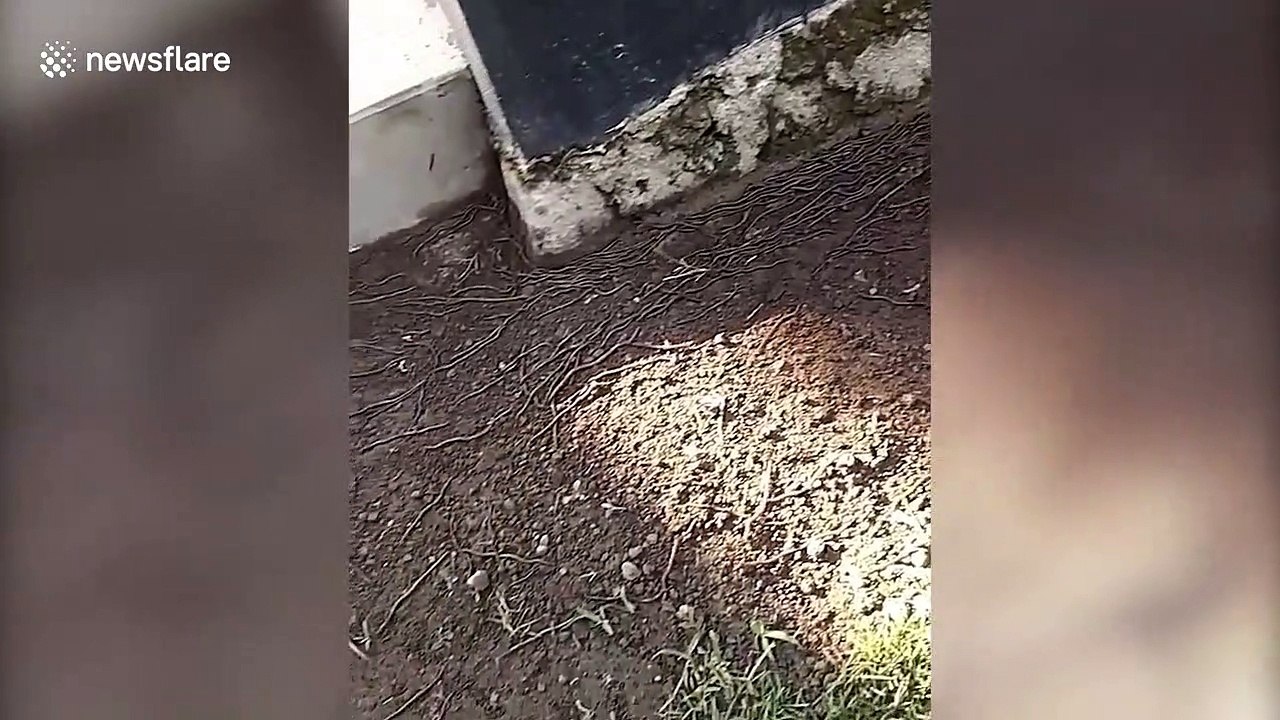 Hundreds of earthworms emerge from soil due to disinfectants sprayed to against coronavirus in Indonesia