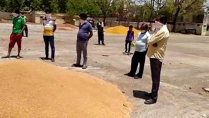 सुवासरा मंडी में शुरू हुआ मंडियों में फसल खरीदी कार्य