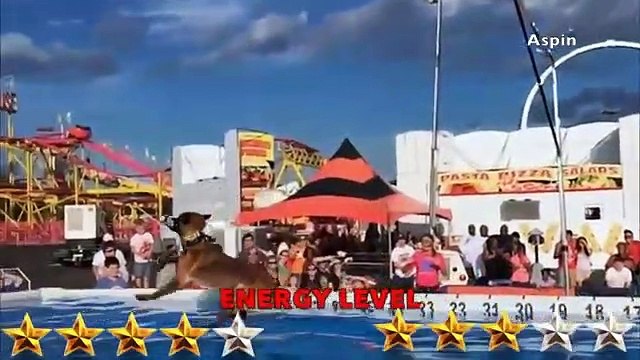 Belgian Malinois, VS German Shepherd, - German Shepherd, VS Belgian Malinois -, Aspin