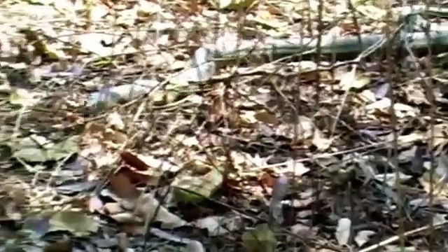 Best of King ,Cobra save ,Chicken from Lizard, Snake Python vs Lizard ,Aniamals Save ,Another Animals