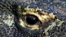 Best of Komodo ,Dragon Attacks ,Compilton,  Komodo Dragon, hunting Buffalo ,The Reptiles of the Desert