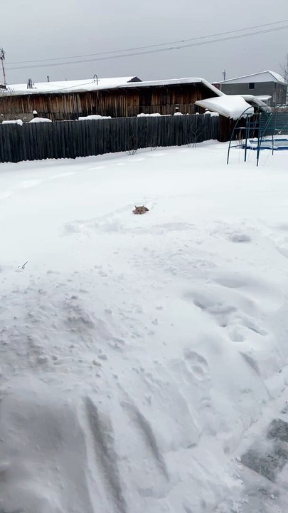 Cat Isn't a Fan of First Snow