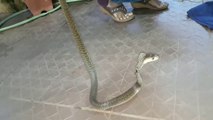 नाग देखिये कहा छिपा था -- Cobra rescued by Nirzara and Anand Chitti --