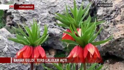 Bahar geldi, ters laleler açtı