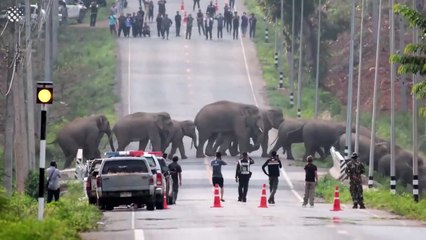 Video herunterladen: Un troupeau de centaines d'éléphants traverse une route en Thaïlande