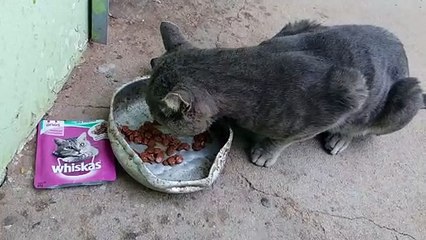 Gato se alimentando de whiskas adulto